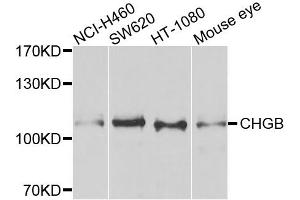 Western blot analysis of extracts of various cell lines, using CHGB antibody (ABIN5974722) at 1/1000 dilution.