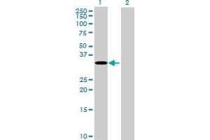 Western Blot analysis of RPUSD1 expression in transfected 293T cell line by RPUSD1 MaxPab polyclonal antibody.