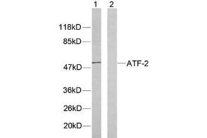 Western blot analysis of extracts from HeLa cells using ATF-2 (Ab-71or 53) antibody (E021031). (ATF2 antibody)