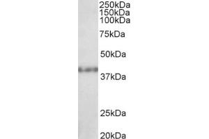 AP22371PU-N (1µg/ml) staining of Rat Kidney lysate (35µg protein in RIPA buffer). (SUV39H2 antibody  (C-Term))