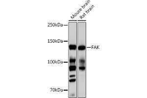 Western blot analysis of extracts of various cell lines, using FAK pAb (ABIN6131637, ABIN6135867, ABIN6135868 and ABIN7101374) at 1:1000 dilution. (FAK antibody)