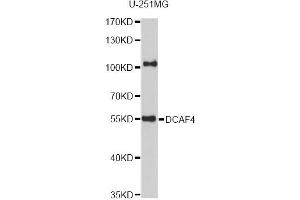 Western blot analysis of extracts of U-251MG cells, using DCAF4 antibody (ABIN6293283) at 1:1000 dilution. (DCAF4 antibody)