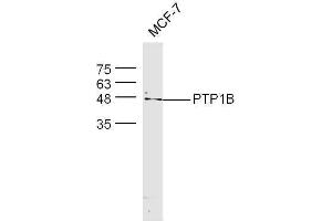 MCF-7 cell lysates probed with Rabbit Anti-PTP1B Polyclonal Antibody, Unconjugated  at 1:500 for 90 min at 37˚C (PTPN1 antibody  (AA 1-100))