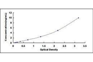 Doublecortin-Like Kinase 1 (DCLK1) ELISA Kit