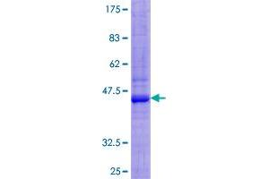 SIRPB1 Protein (AA 1-181) (GST tag)