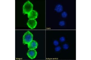 Immunofluorescence staining of RAW 264. (Recombinant Poliovirus Receptor antibody)