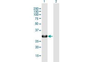 Western Blot analysis of COPE expression in transfected 293T cell line by COPE MaxPab polyclonal antibody.
