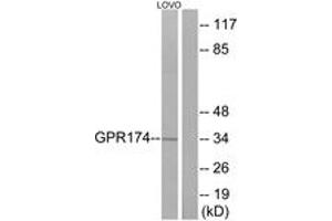 Western blot analysis of extracts from LOVO cells, using GPR174 Antibody. (GPR174 antibody  (AA 126-175))