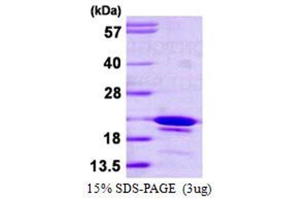 SYF2 Protein (AA 94-243) (His tag)