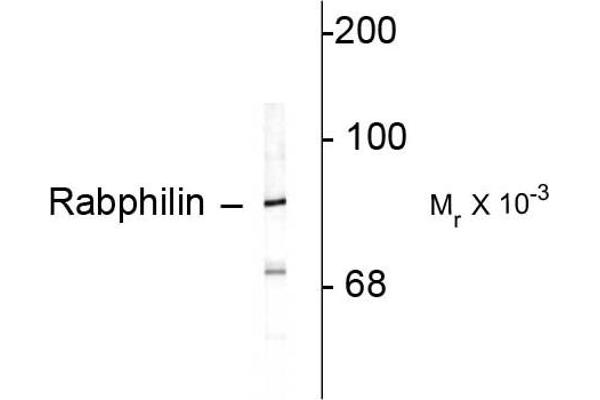 RPH3A antibody  (C-Term)