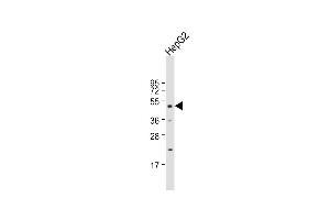Anti-DNAJA2 Antibody (N-term) at 1:1000 dilution + HepG2 whole cell lysate Lysates/proteins at 20 μg per lane.
