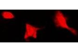 Immunofluorescent analysis of SEPHS1 staining in Hela cells. (SEPHS1 antibody)