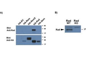 Western Blotting (WB) image for anti-Ras-Related Associated with Diabetes (RRAD) (AA 36-48), (Internal Region) antibody (ABIN1108906)