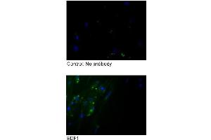 Sample Type :  Fibroblasts (EDF1 antibody  (Middle Region))