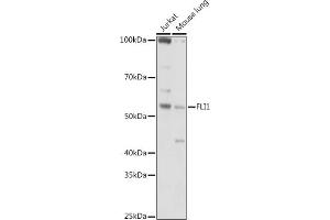 Western blot analysis of extracts of various cell lines, using (ABIN6129576, ABIN6140673, ABIN6140674 and ABIN6221283) at 1:1000 dilution. (FLI1 antibody  (AA 1-100))