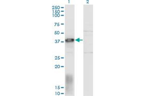 EAF1 antibody  (AA 1-268)