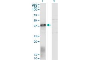 Western Blot analysis of EAF1 expression in transfected 293T cell line by EAF1 monoclonal antibody (M05), clone 1G2. (EAF1 antibody  (AA 1-268))