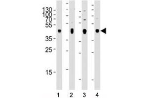 Western blot analysis of lysate from 1) human skeletal muscle, 2) human brain, 3) mouse brain, and 4) rat brain tissue using PDK2 antibody at 1:2000 for each lane. (PDK2 antibody)