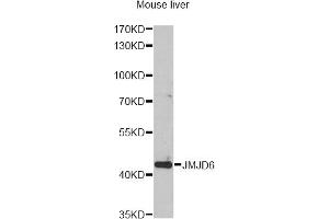Western blot analysis of extracts of mouse liver, using JMJD6 antibody.