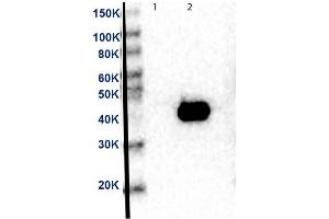 Western Blot of Anti-MEK2 Antibody. (MEK2 antibody  (C-Term))