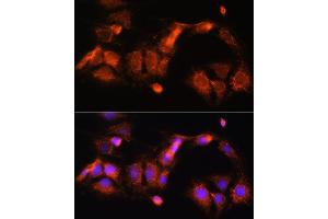 Immunofluorescence analysis of C6 cells using GCSH Rabbit pAb (ABIN6127983, ABIN6141032, ABIN6141033 and ABIN6217784) at dilution of 1:100 (40x lens). (GCSH antibody  (AA 1-173))