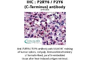 Image no. 1 for anti-Pyrimidinergic Receptor P2Y, G-Protein Coupled, 6 (P2RY6) (C-Term) antibody (ABIN1737768) (P2RY6 antibody  (C-Term))