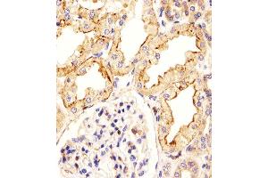 Immunohistochemical analysis of paraffin-embedded H.