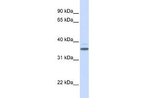 WB Suggested Anti-DBP Antibody Titration: 0. (DBP antibody  (Middle Region))