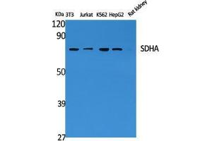 Western Blot (WB) analysis of specific cells using SDHA Polyclonal Antibody.