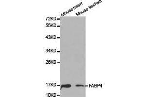 Western Blotting (WB) image for anti-Fatty Acid Binding Protein 4, Adipocyte (FABP4) antibody (ABIN1872636) (FABP4 antibody)