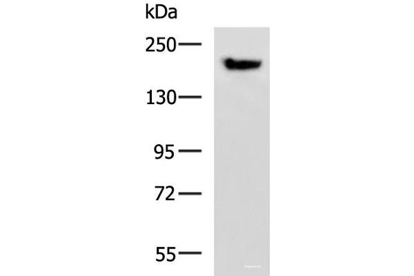 PDS5B anticorps