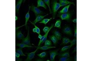Immunofluorescent analysis of Alpha-tubulin staining in Hela cells. (alpha Tubulin antibody)
