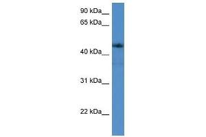 ADORA2A antibody used at 0. (Adenosine A2a Receptor antibody  (C-Term))