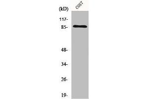 Western Blot analysis of COS7 cells using Ku-80 Polyclonal Antibody (XRCC5 antibody  (C-Term))