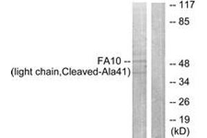 Western blot analysis of extracts from A549 cells, treated with etoposide 24uM 24h, using FA10 (light chain,Cleaved-Ala41) Antibody. (Coagulation Factor X antibody  (Cleaved-Ala41))