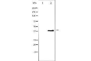 Western blot analysis of AurB phosphorylation expression in Nocodazole treated COS7 whole cell lysates,The lane on the left is treated with the antigen-specific peptide. (Aurora Kinase B antibody  (pThr232))