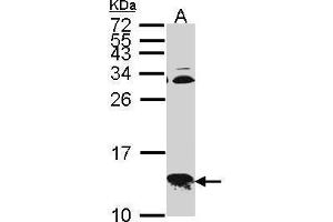 WB Image Sample (30 ug of whole cell lysate) A: Hep G2 , 15% SDS PAGE COX6B1 antibody antibody diluted at 1:1000 (COX6B1 antibody  (C-Term))