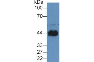 Detection of CKM in Canine Heart lysate using Polyclonal Antibody to Creatine Kinase, Muscle (CKM) (CKM antibody  (AA 11-367))