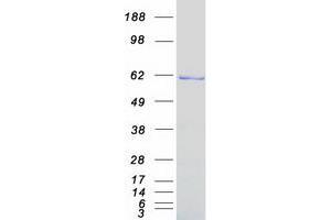 Validation with Western Blot (HNF1B Protein (Myc-DYKDDDDK Tag))