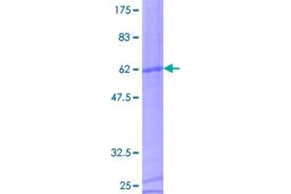 CD8B Protein (AA 1-243) (GST tag)