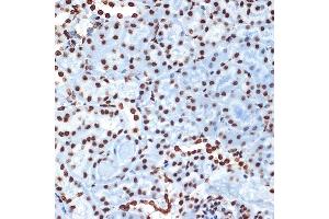 Immunohistochemistry of paraffin-embedded mouse kidney using Histone H4 Rabbit mAb (ABIN7267706) at dilution of 1:100 (40x lens).