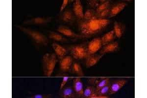 Immunofluorescence analysis of H9C2 cells using YWHAE Polyclonal Antibody at dilution of 1:100. (YWHAE antibody)