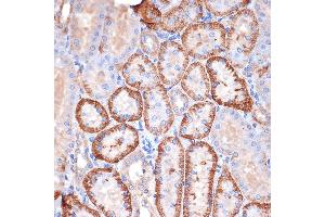 Immunohistochemistry of paraffin-embedded rat kidney using Alpha Fodrin Rabbit mAb (ABIN7270518) at dilution of 1:100 (40x lens). (SPTAN1 antibody)
