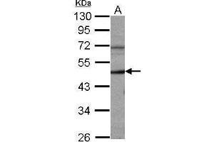 WB Image Sample (50 ug of whole cell lysate) A: Mouse brain 10% SDS PAGE antibody diluted at 1:1000 (Cyclin A antibody  (C-Term))