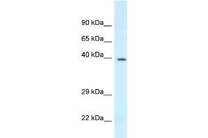 WB Suggested Anti-Dpf3 Antibody Titration: 1. (DPF3 antibody  (N-Term))