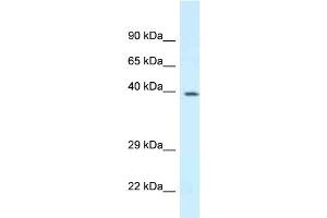 WB Suggested Anti-Dpf3 Antibody Titration: 1.