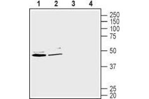 Western blot analysis of human Caco-2 colorectal adenocarcinoma cell line lysate (lanes 1 and 3) and human HepG2 liver hepatocellular carcinoma cell lysate (lanes 2 and 4): - 1-2. (SLC2A2 antibody  (C-Term, Intracellular))