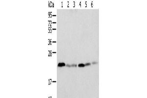 Western blot analysis of K-562 cell Human placenta tissue Mouse adrenal gland tissue HT-29 cell NIH/3T3 cell Rat lung tissue using SPCS2 Polyclonal Antibody at dilution of 1:500