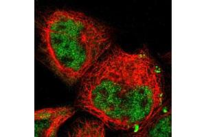 Immunofluorescent staining of A-431 cells with COPS5 polyclonal antibody  (Green) shows positivity in nucleus but excluded from the nucleoli.