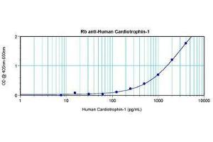 Image no. 2 for anti-Cardiotrophin 1 (CTF1) antibody (ABIN465486) (Cardiotrophin 1 antibody)